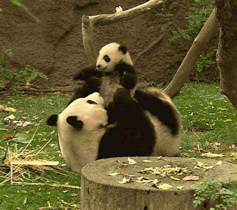 Download for free Pandas Animated Images. . Panda gif